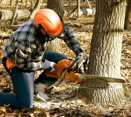 Tree Removal in Linch, WY